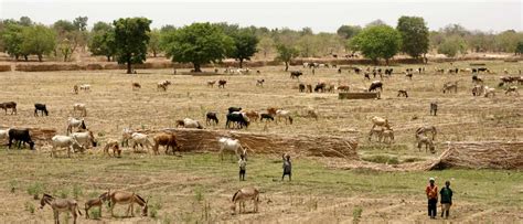 In drought-prone Sahel, rain still remains a gift only few farmers can enjoy - Stockholm ...