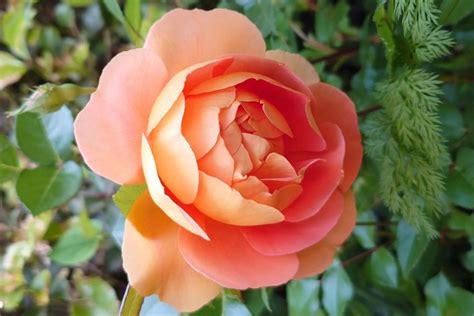 Best 10 Climbing Rose Bush Varieties - SONG OF ROSES