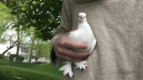 Pigeon bobbing head while being held - YouTube