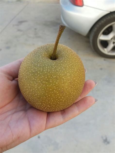 Apple pear hybrid - 9GAG