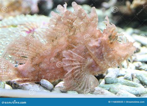 Seafish stock image. Image of seafish, rare, dusseldorf - 116830035