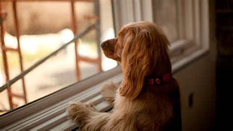 Dog won’t stop barking? Causes and how to stop excessive barking | PetsRadar