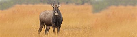 Wildlife Sanctuaries in Gujarat