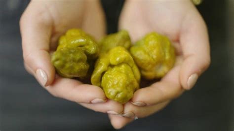 Ed Currie's Pepper X Achieves New Guinness Record Hottest Chile