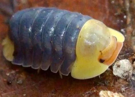 These Isopods are So Cute! | Pill bug, Rubber ducky, Bugs and insects