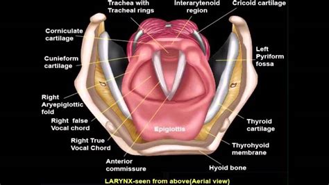 ENT EASY: Larynx Animation seen from above - YouTube