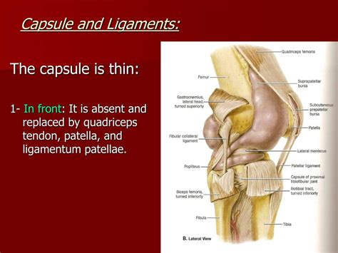 PPT - The Knee Joint PowerPoint Presentation, free download - ID:3329792