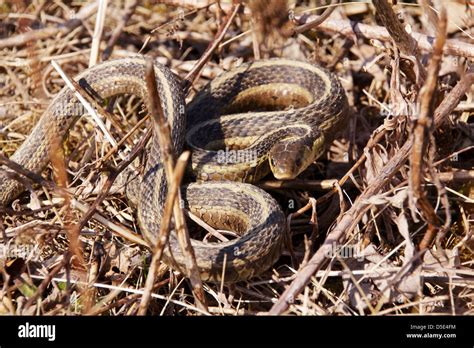 Common garter snake (Thamnophis sirtalis) after emerging from brumation in spring Salt Creek ...