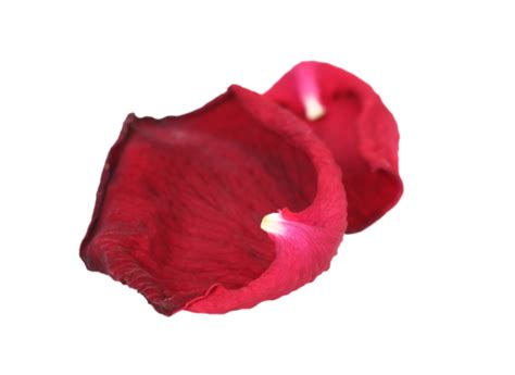 Rose Petals Isolated On White Backgrounds, Luxury, Petals, Design PNG Transparent Image and ...