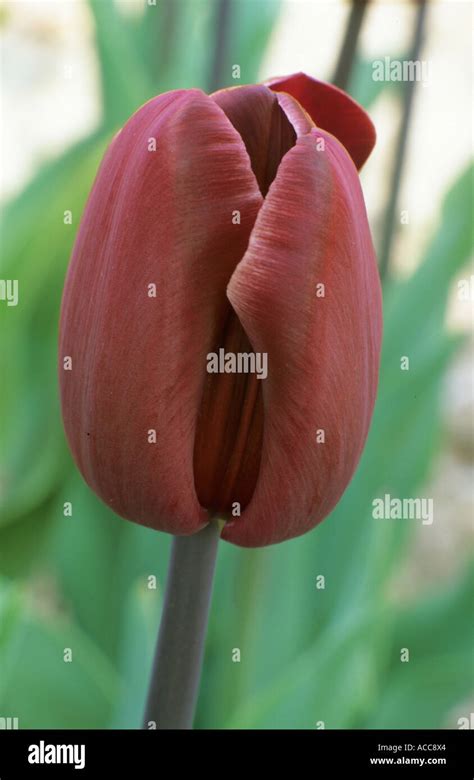 Tulipa african queen hi-res stock photography and images - Alamy