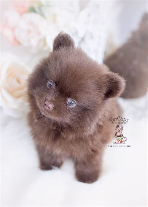 Puppy Chocolate ID:243111 Located At Petland Batavia, Illinois | lupon ...