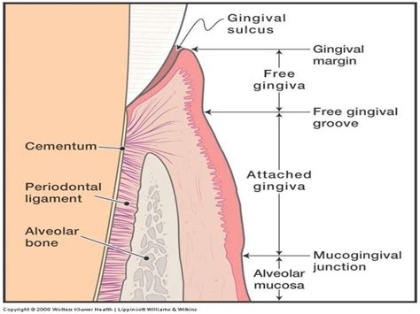 Aging and the periodontium