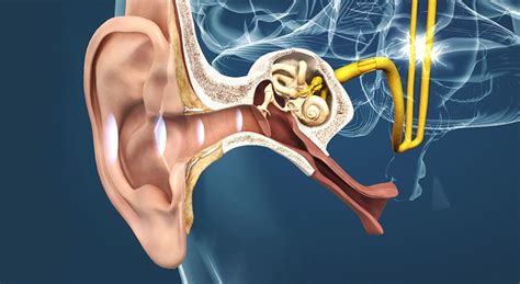 The ear and the mechanism of hearing - 3D scene - Mozaik Digital Education and Learning