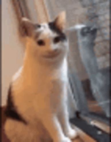 Smile Cat Meme | GIF | PrimoGIF