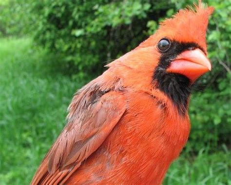 McGill Bird Observatory - Photo Library - Northern Cardinal | Backyard birds, Northern cardinal ...