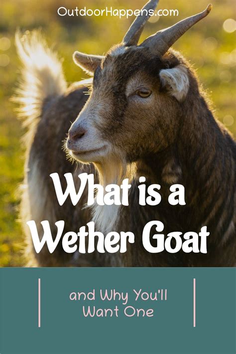 What Is a Wether Goat and How Is It Different to a Buck? The most notable difference is the ...