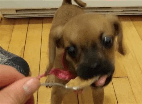 Puggle Tries Peanut Butter For The First Time, Completely Loses His Sh*t