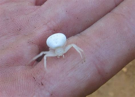 White Crab Spider | Project Noah