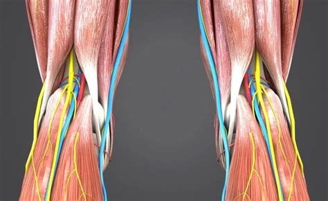 Knee Pain at the Back of the Knee - Causes, Symptoms, Treatment