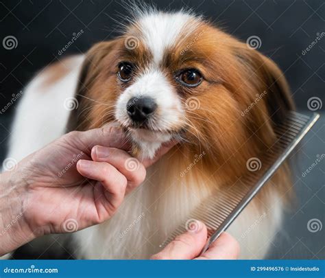 The Woman Combs the Dog. Portrait of Papillon Continental Spaniel in ...
