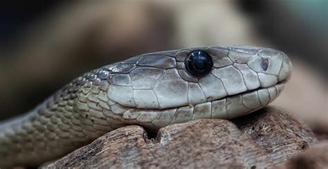 Black mamba vs King cobra fight comparison- who will win?