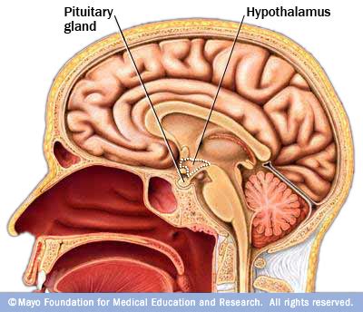 Hypothalamus-Pituitary Hormones and their functions | Time of Care