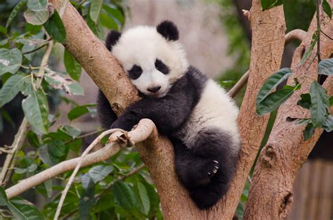 All sizes | Baby panda in tree | Flickr - Photo Sharing!