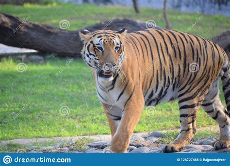 Tiger Hunting in the Jungle Stock Photo - Image of classified, prey ...