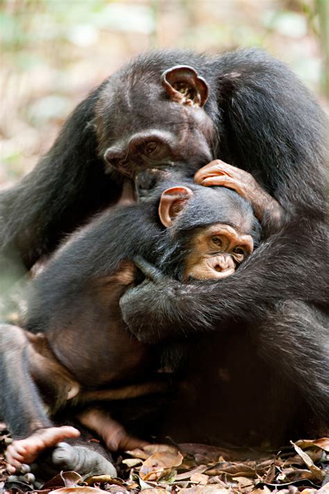 Disneynature's Chimpanzee Tells a Wonderfully Human Tale | WIRED