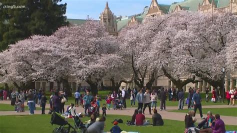 University of Washington cherry blossoms in peak bloom | king5.com