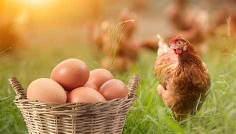 14 Best Chicken Breeds for Large Brown Eggs