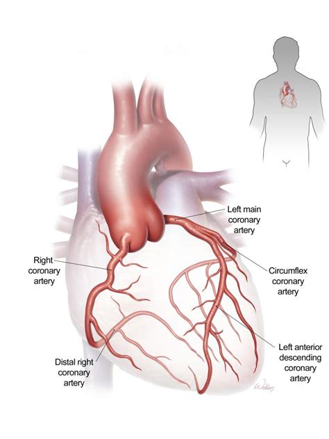 diagram blood flow through heart