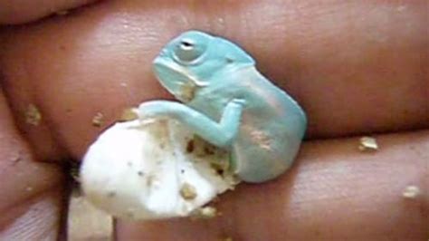 Watch A Baby Chameleon Hatch From Its Egg And Take Its First Steps ...