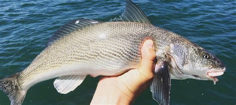 California Corbina Fishing in Pacific Coast - FishingBooker