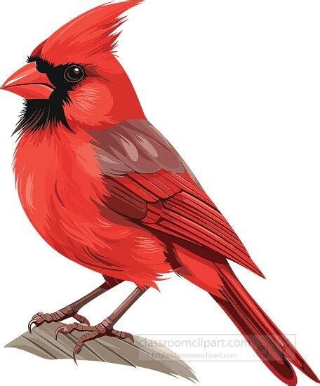 Bird Clipart-red cardinal bird