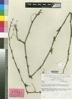 Adenia aculeata in Global Plants on JSTOR