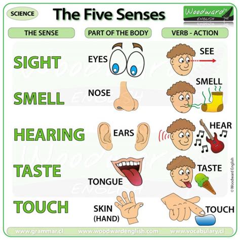 The Five Senses | Woodward English