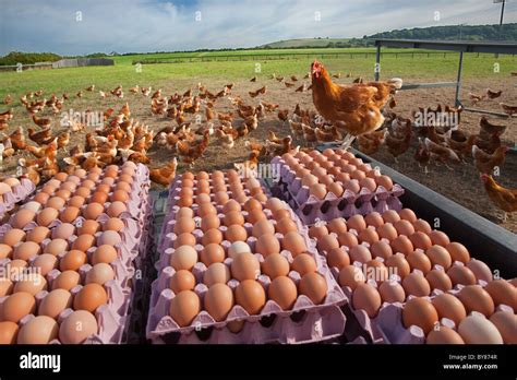 Commercial egg farming hi-res stock photography and images - Alamy