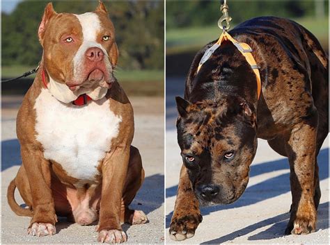 WORLD RENOWNED AS THE #1 XL AMERICAN BULLY KENNEL - MVP KENNELS :MVP KENNELS | American bully ...