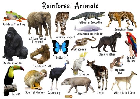 Rainforest Animals List, Adaptations, Pictures