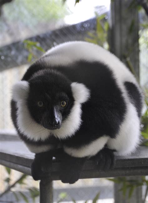 Black and White Ruffed Lemur - Cougar Mountain Zoo