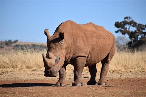 African rhinos share retroviruses not found in Asian rhinos or other related species