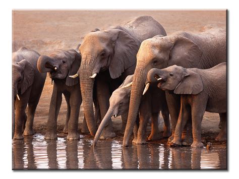 Elephant Drinking Water - 1 Panel XL #NewArrival | Elephant, Animals ...