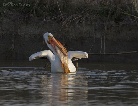 Pelicans And A Fish Too Big To Swallow – Part 2 « Feathered Photography