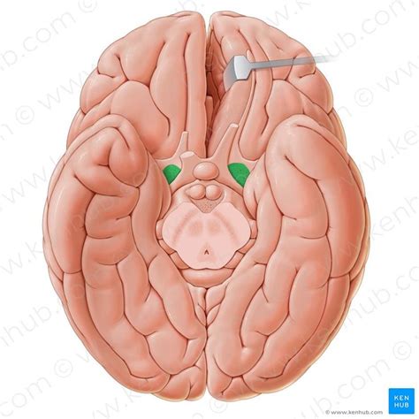 Anterior perforated substance (Substantia perforata anterior); Image: Paul Kim | Cerebral cortex ...