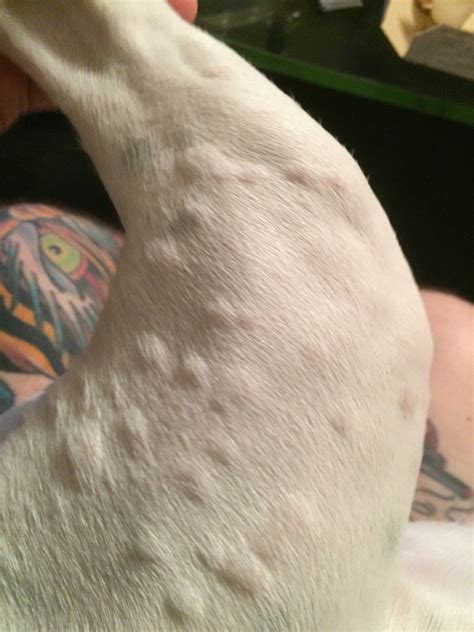 My Dog Has Bumps On The Left Side Of Her Back And Und - vrogue.co