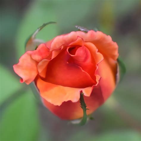 Rose Bud Blooming Bloom - Free photo on Pixabay - Pixabay