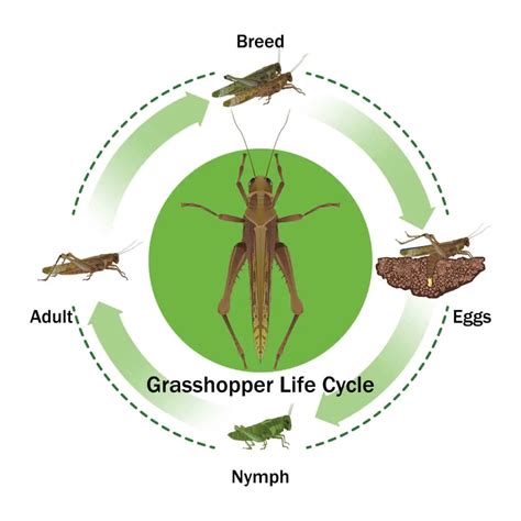 Do Grasshoppers Molt? – WhatBugIsThat