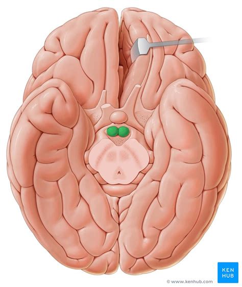 Basal view of the brain: Anatomy | Kenhub