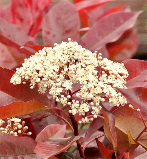 Photinia Red Robin Shrub Height